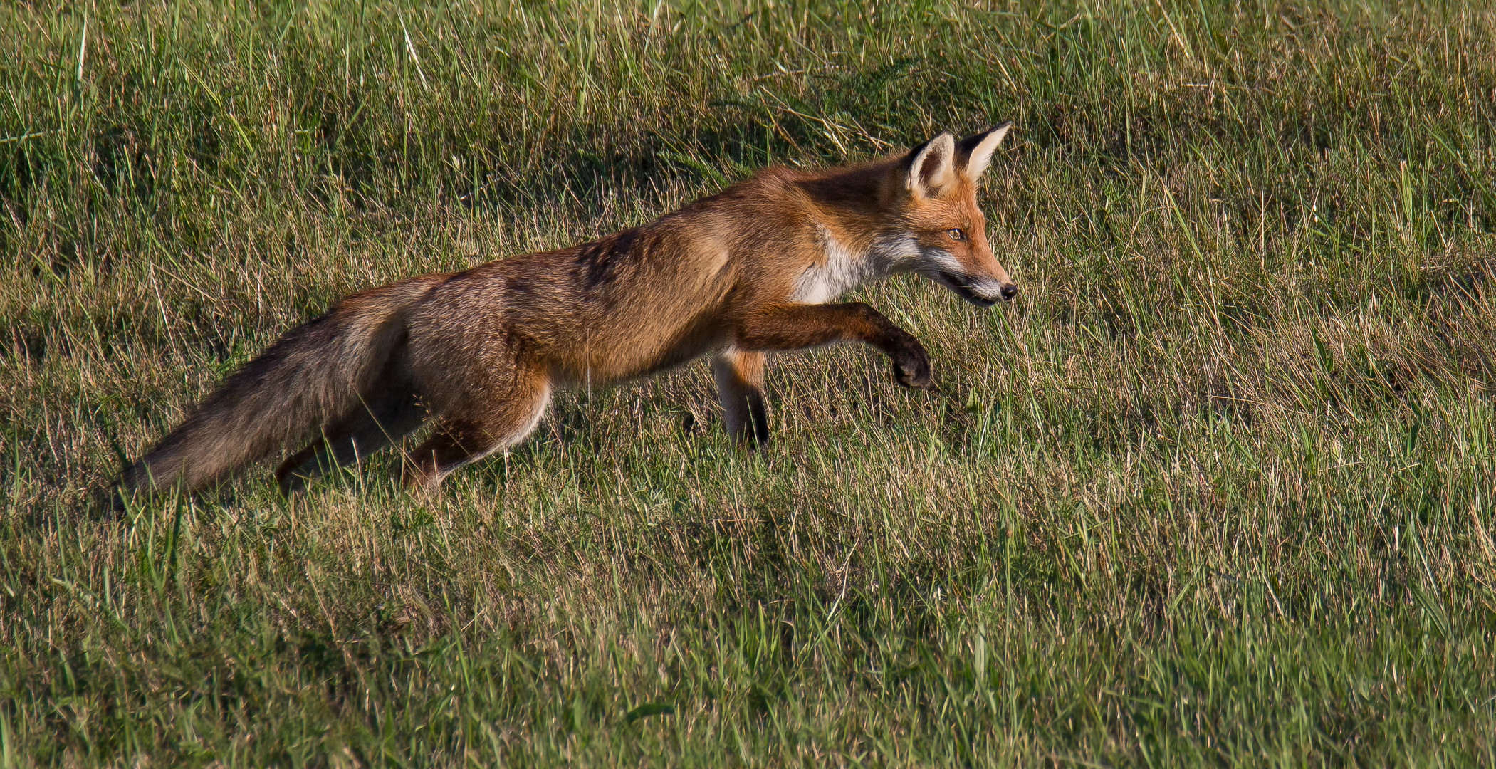 Der Fuchs ...