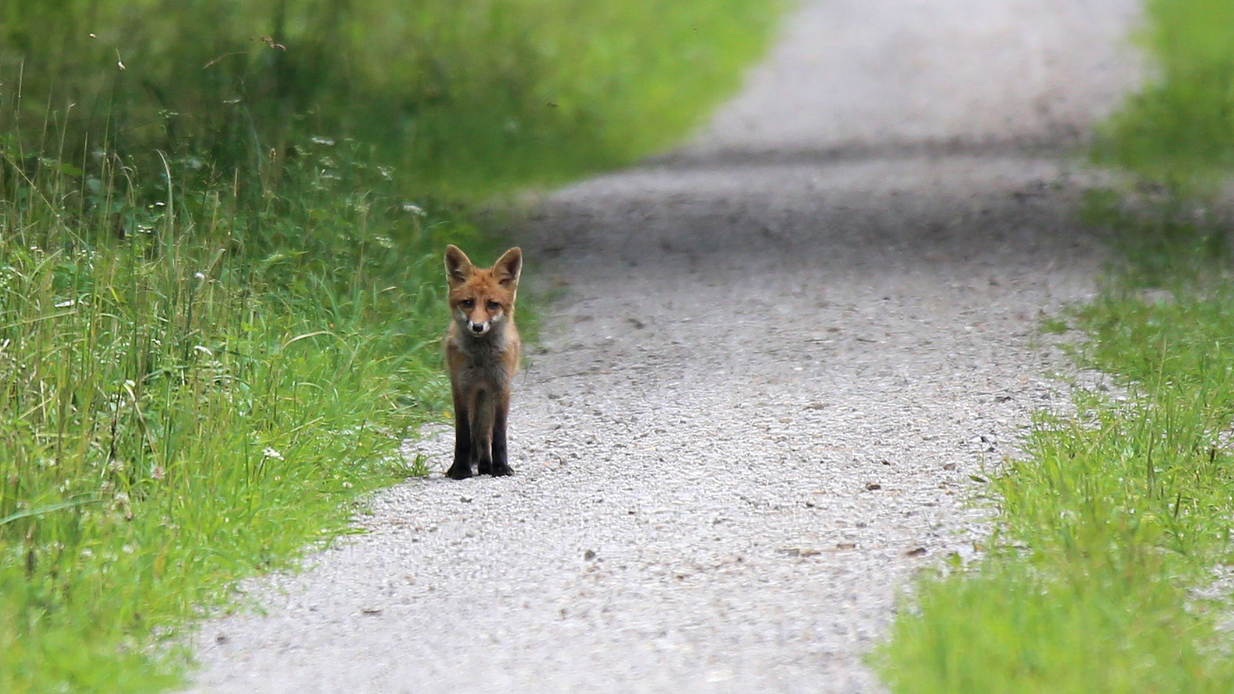 Der Fuchs