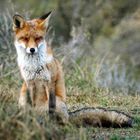 Der Fuchs