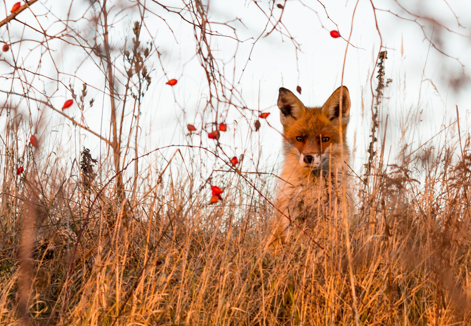 Der Fuchs