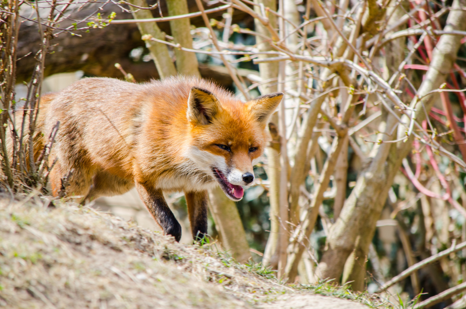 Der Fuchs geht rum