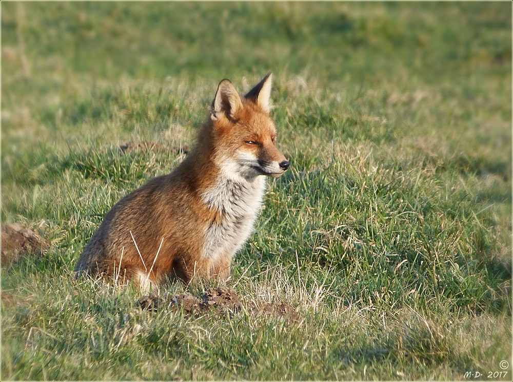 Der Fuchs genoß ein Sonnenbad....