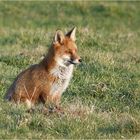 Der Fuchs genoß ein Sonnenbad....