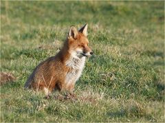 Der Fuchs genoß ein Sonnenbad....