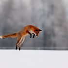 Der Fuchs hat eine Maus im Schnee lokalisiert und springt sie zielsicher an