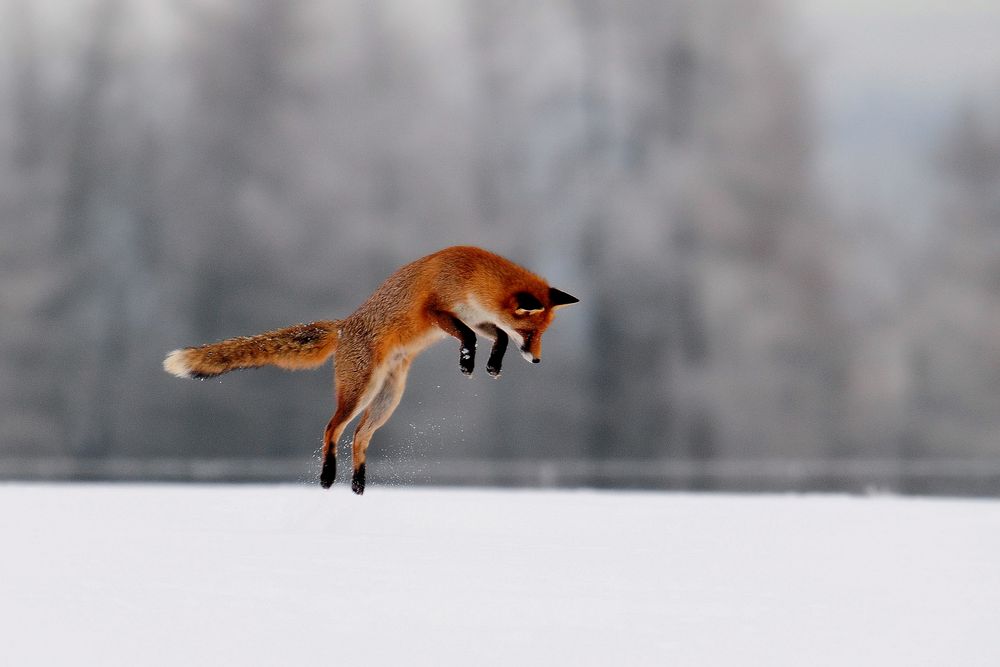 Der Fuchs hat eine Maus im Schnee lokalisiert und springt sie zielsicher an