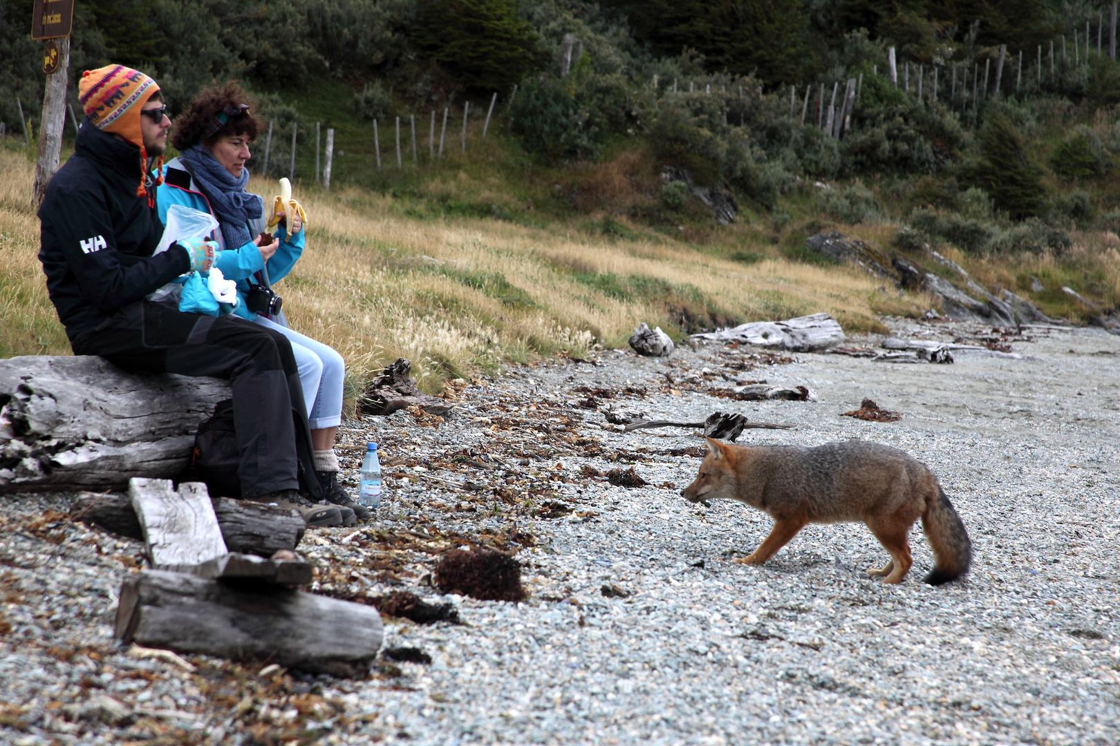 Der Fuchs hat Hunger