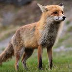 Der Fuchs (II)