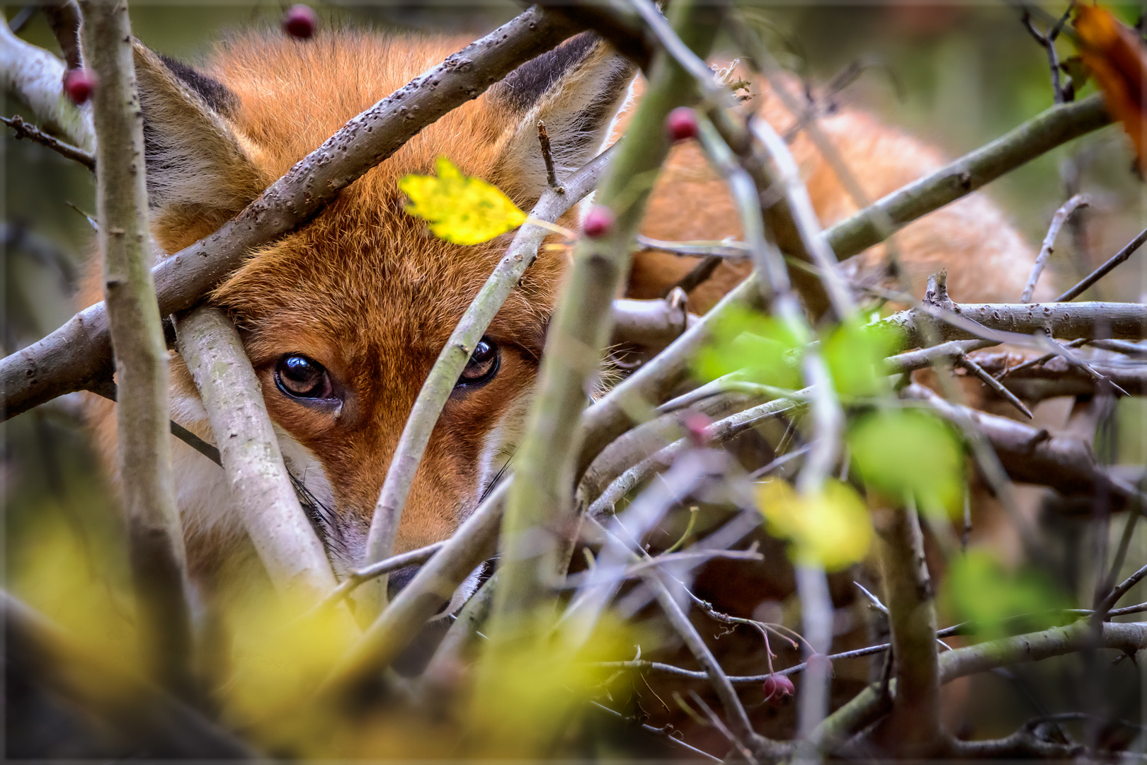 Der Fuchs im Baum