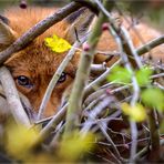 Der Fuchs im Baum