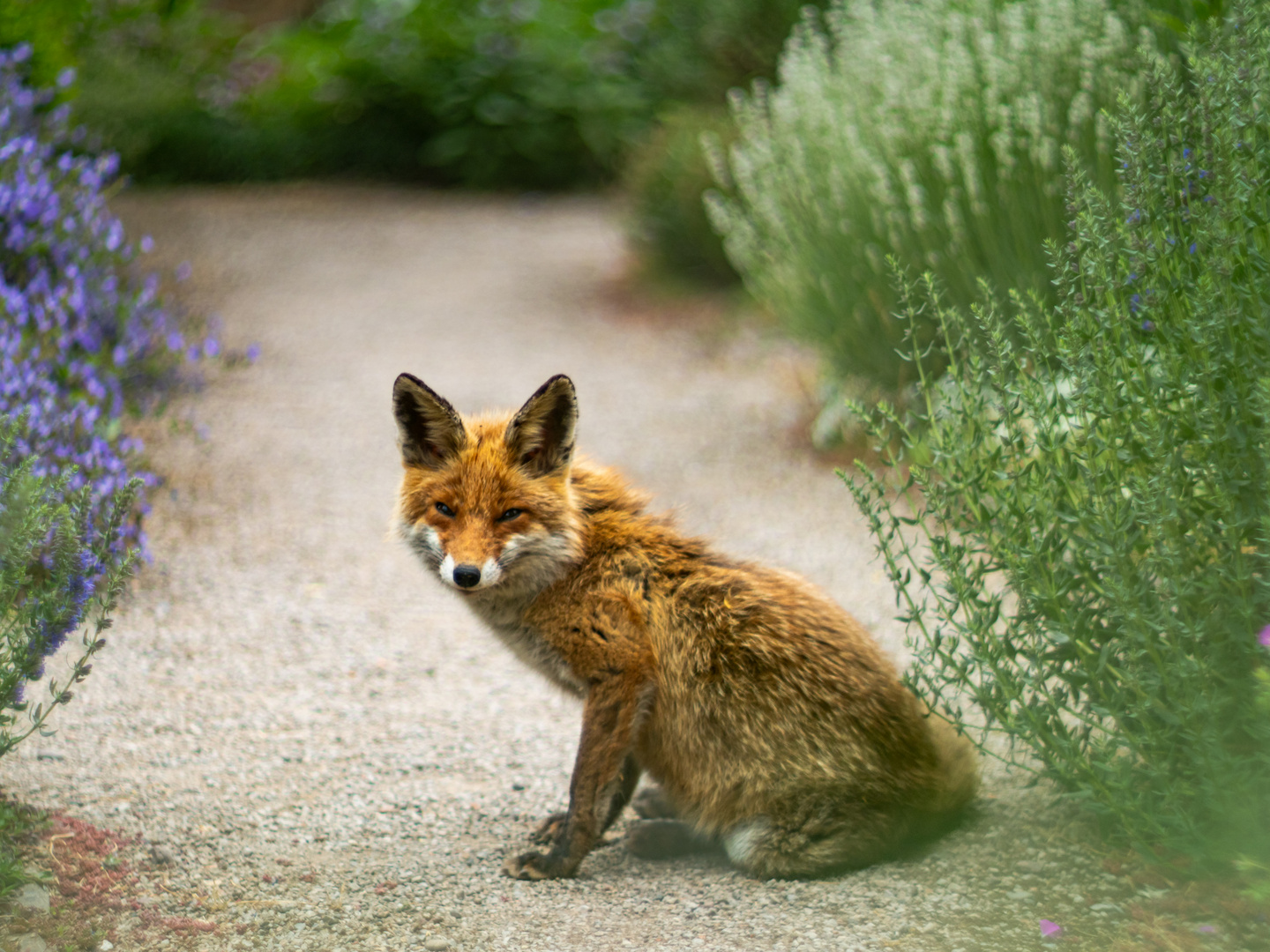 Der Fuchs im Bibelgarten
