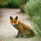Der Fuchs im Bibelgarten