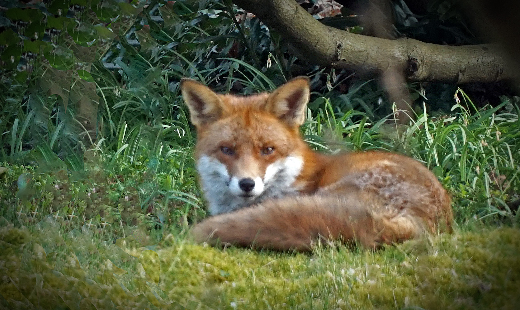 Der Fuchs im eigenen Garten :)