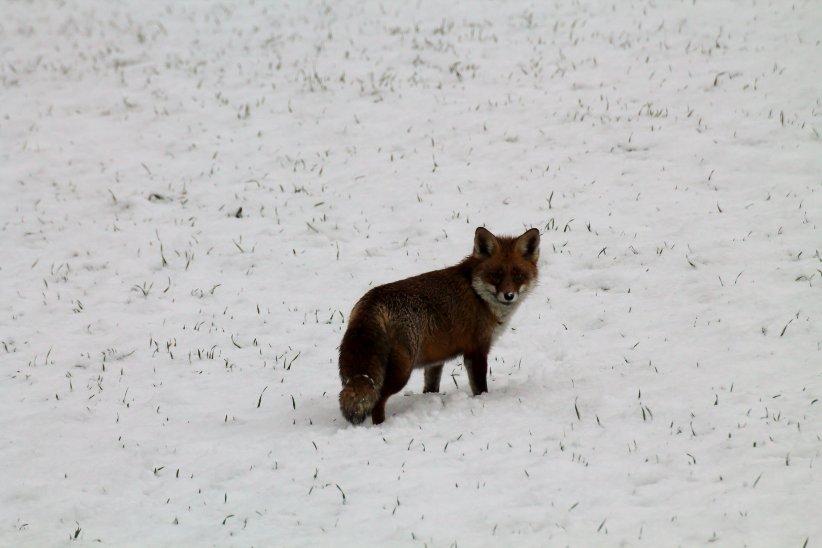 Der Fuchs im Feld