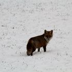 Der Fuchs im Feld