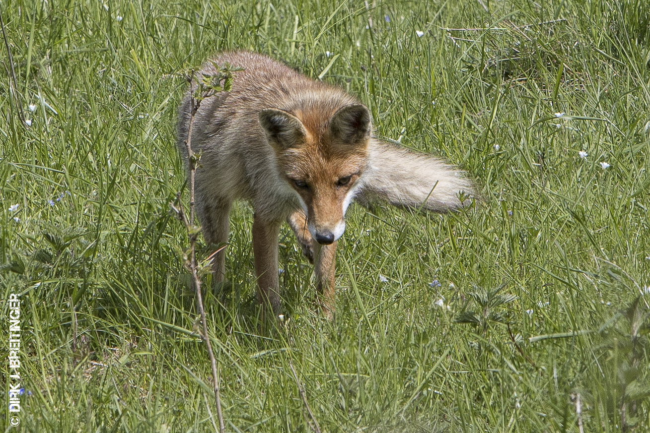 ... der Fuchs im Frühling