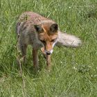 ... der Fuchs im Frühling