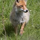 ... der Fuchs im Frühling