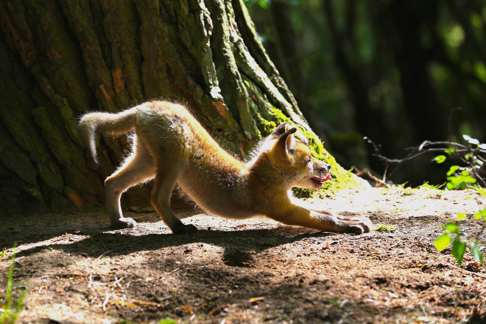 Der Fuchs im heimischen ist wie der Löwe in der Savanne.