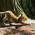 Der Fuchs im heimischen ist wie der Löwe in der Savanne.