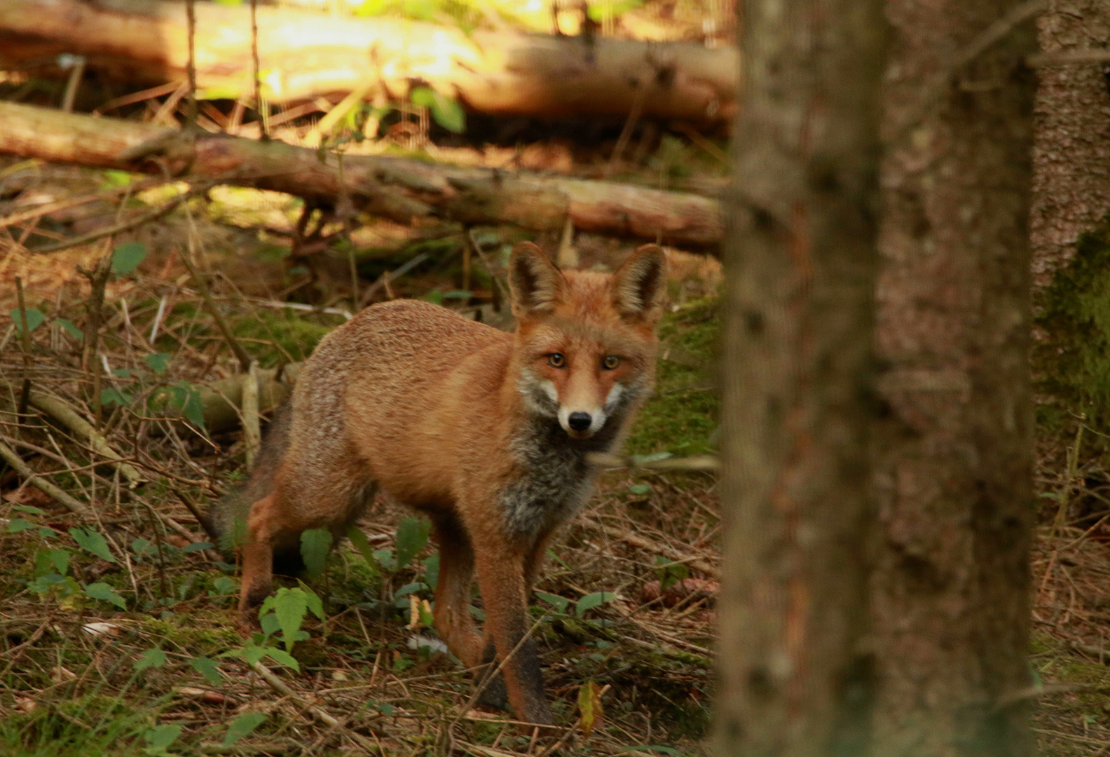 Der Fuchs im Herbstwald