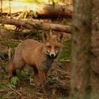 Der Fuchs im Herbstwald