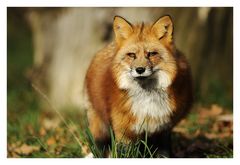 Der Fuchs im Herbstwald