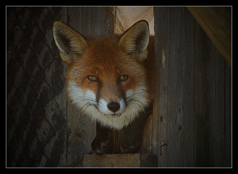 Der Fuchs im "Hühnerstall"...