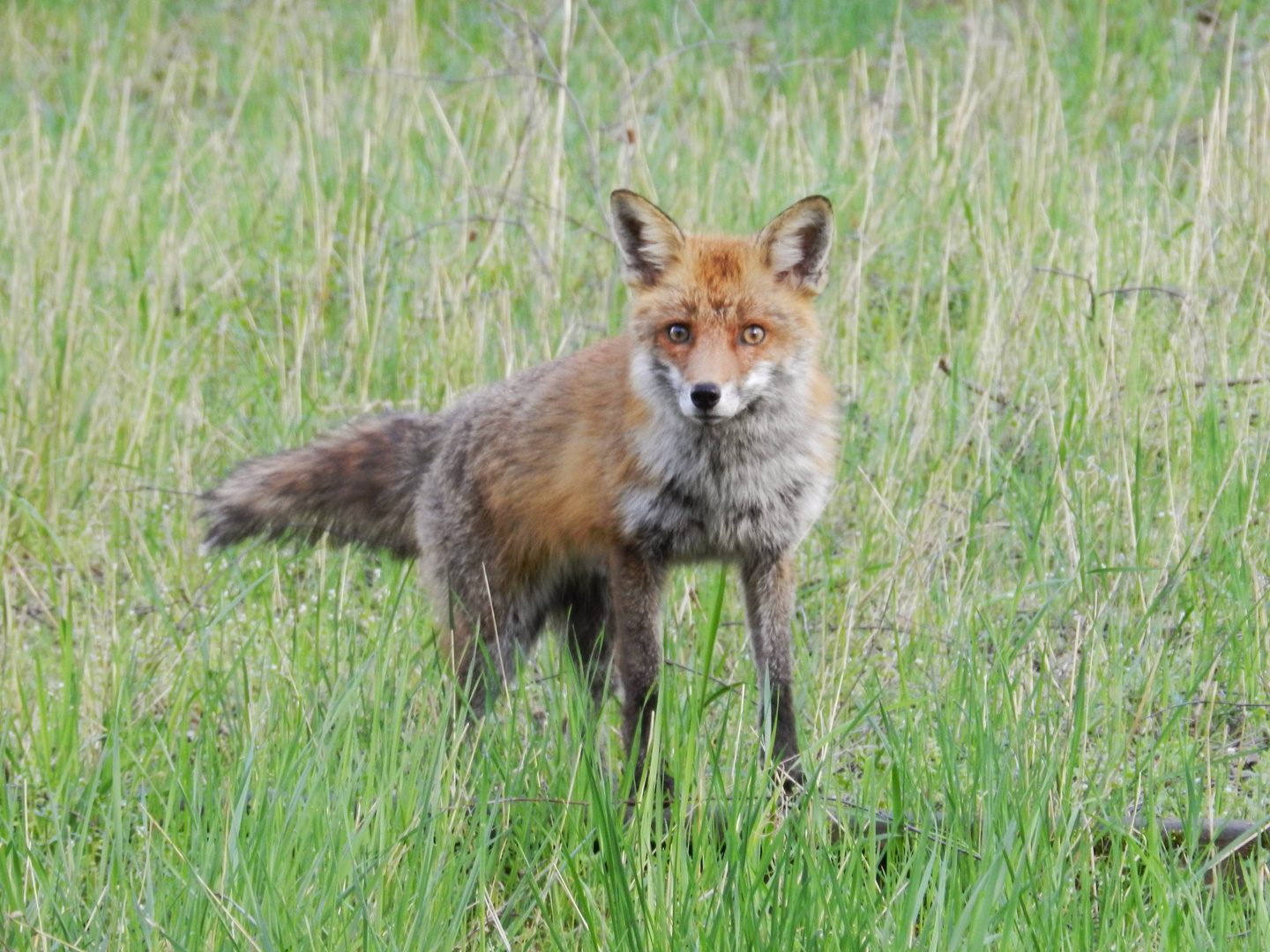 Der Fuchs im Natur-Park ...