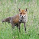 Der Fuchs im Natur-Park ...