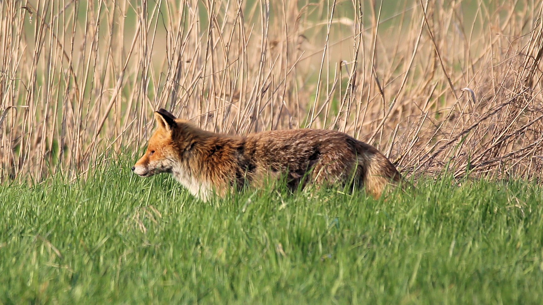 Der Fuchs im Polder -2-