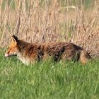 Der Fuchs im Polder -2-