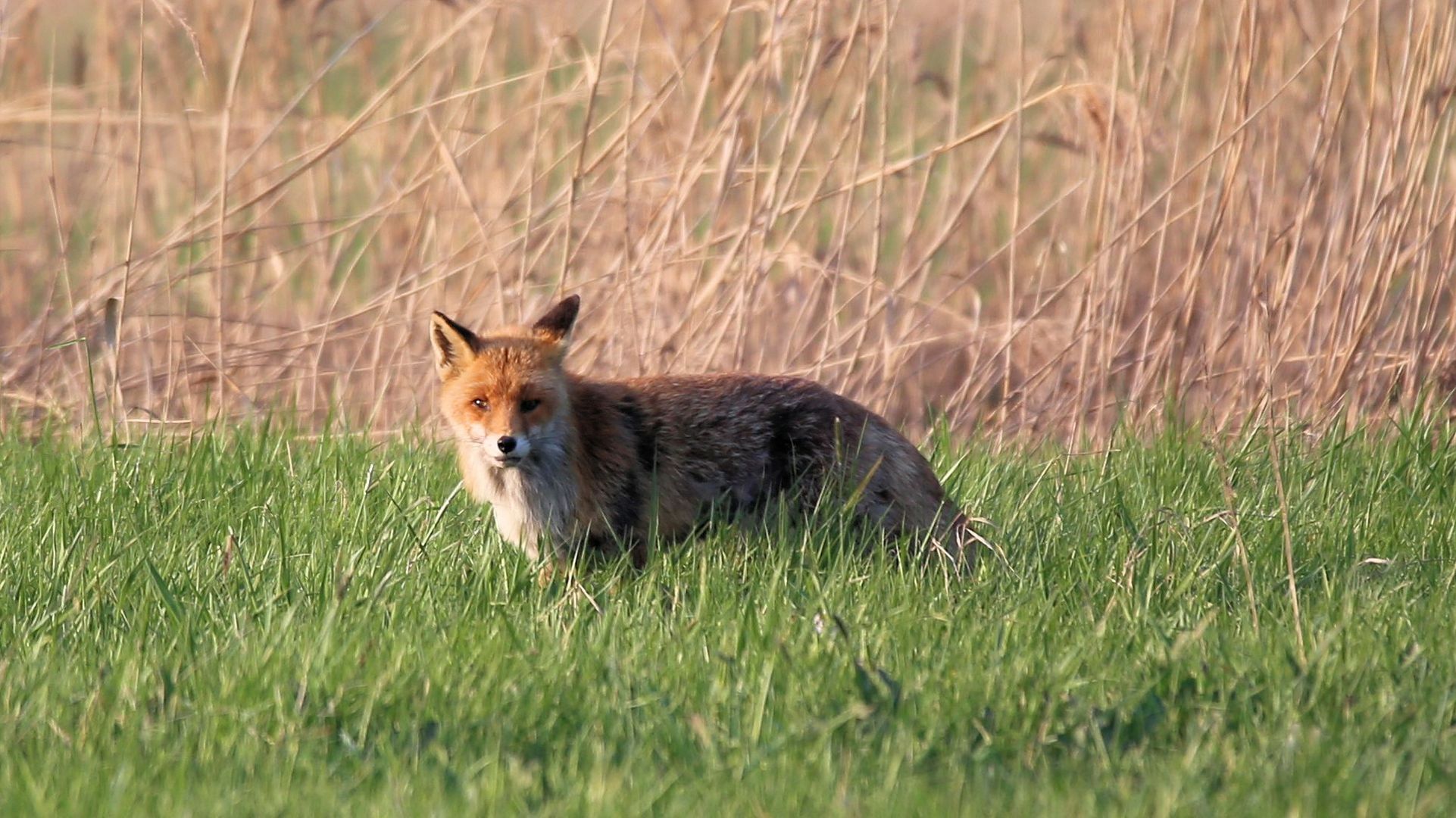 Der Fuchs im Polder,..