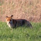 Der Fuchs im Polder,..