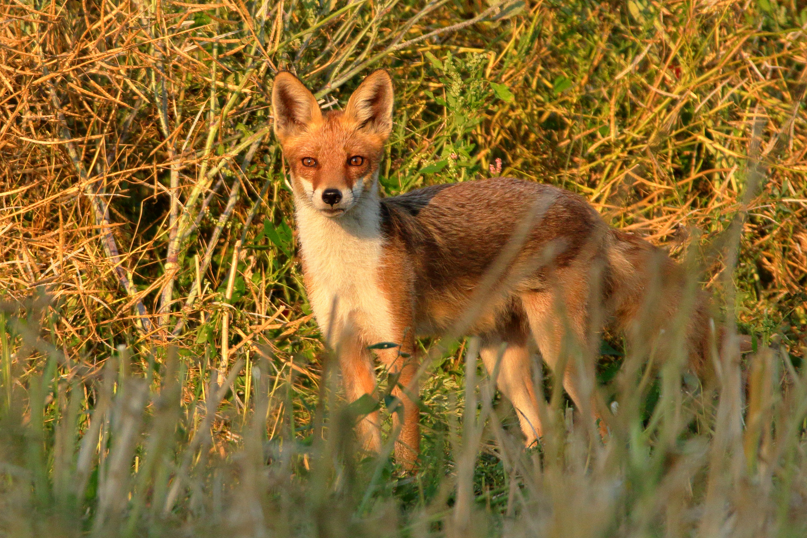 Der Fuchs im Raps  -eine Begegnung