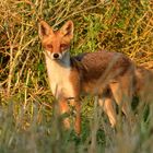 Der Fuchs im Raps  -eine Begegnung