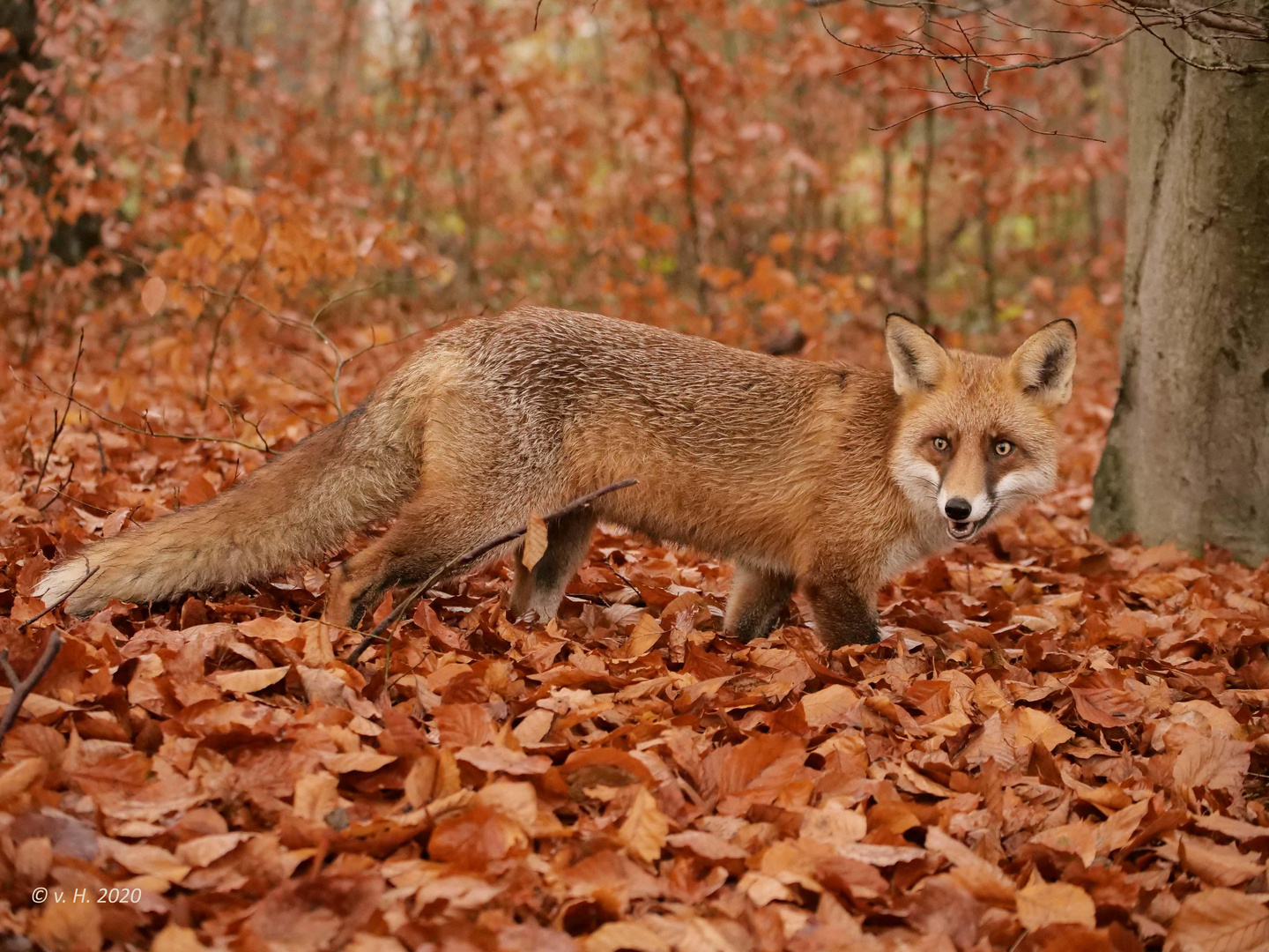 Der Fuchs im rostroten Raschellaub!