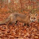 Der Fuchs im rostroten Raschellaub!