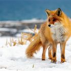 Der Fuchs im Schnee