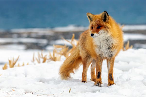 Der Fuchs im Schnee