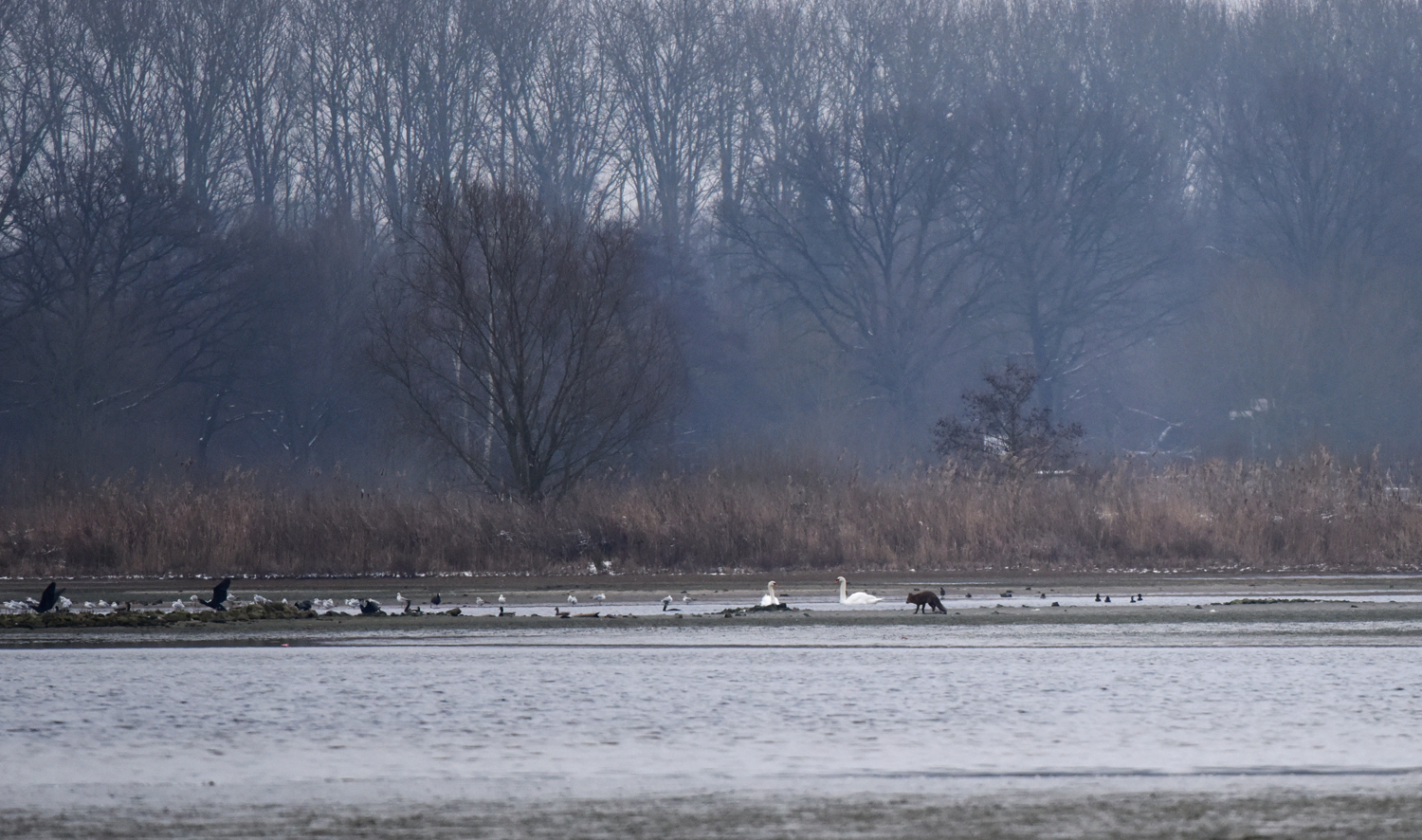 Der Fuchs im Vogelparadies