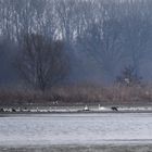 Der Fuchs im Vogelparadies