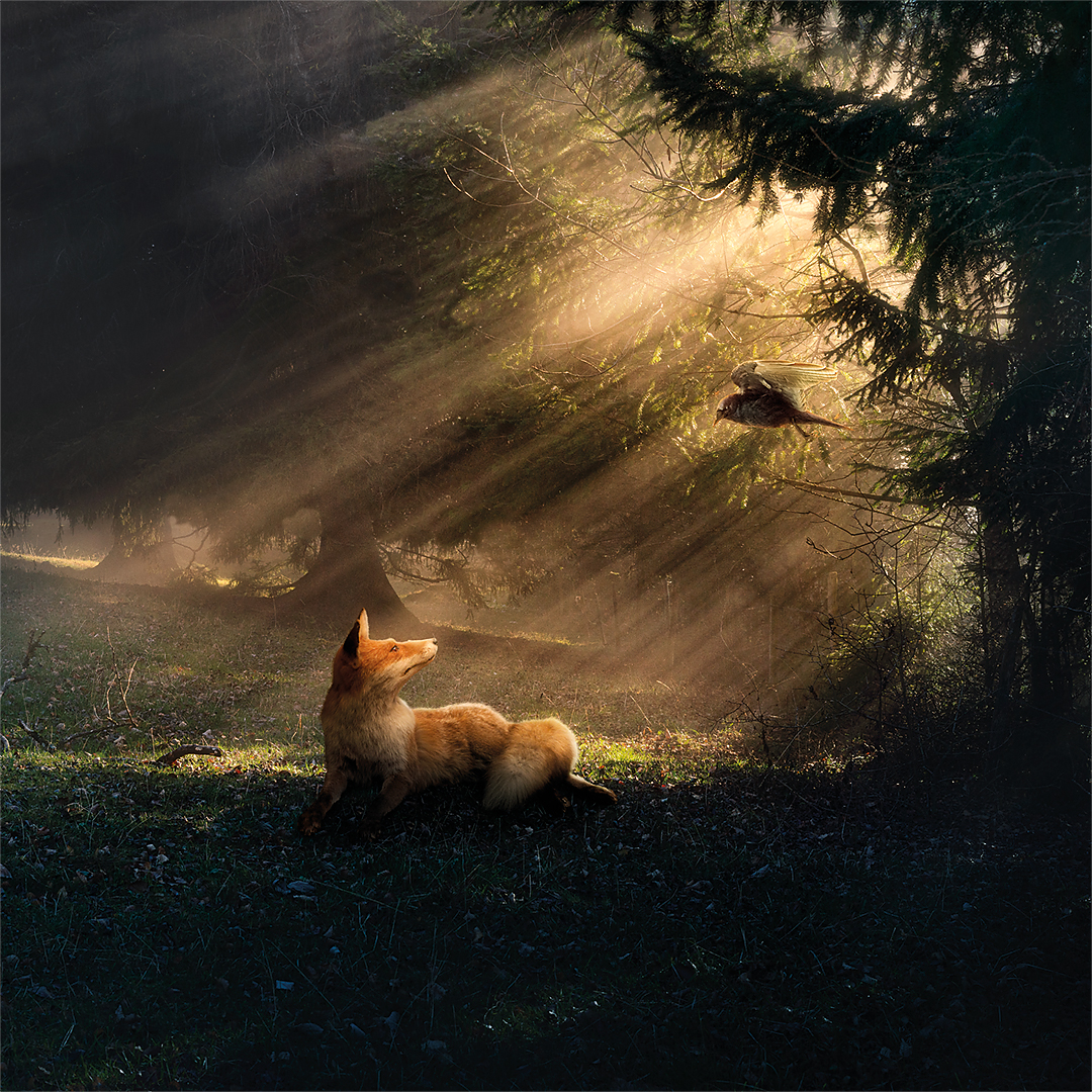 Der Fuchs im Wald