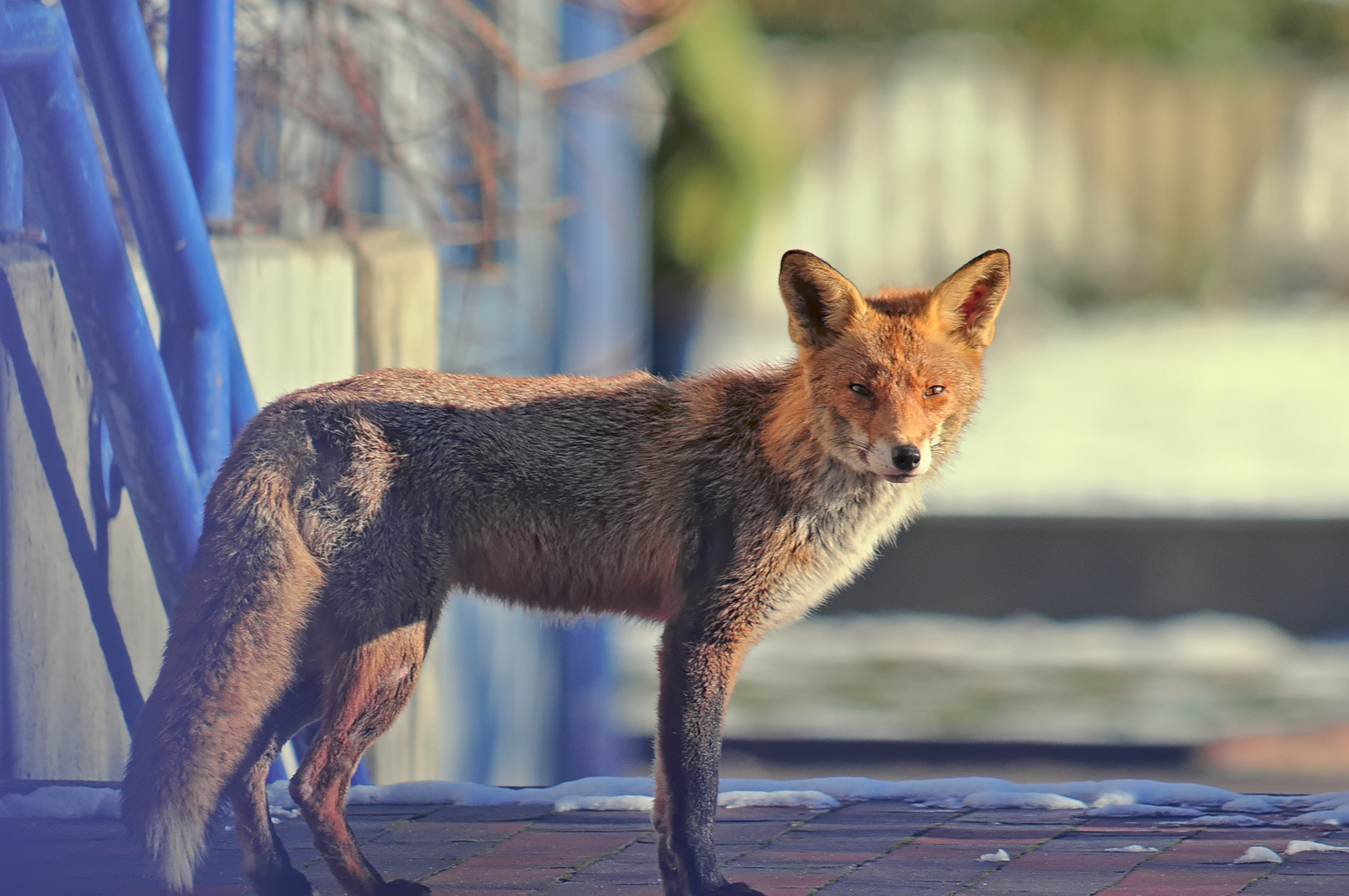 der Fuchs in seinem Winterquartier