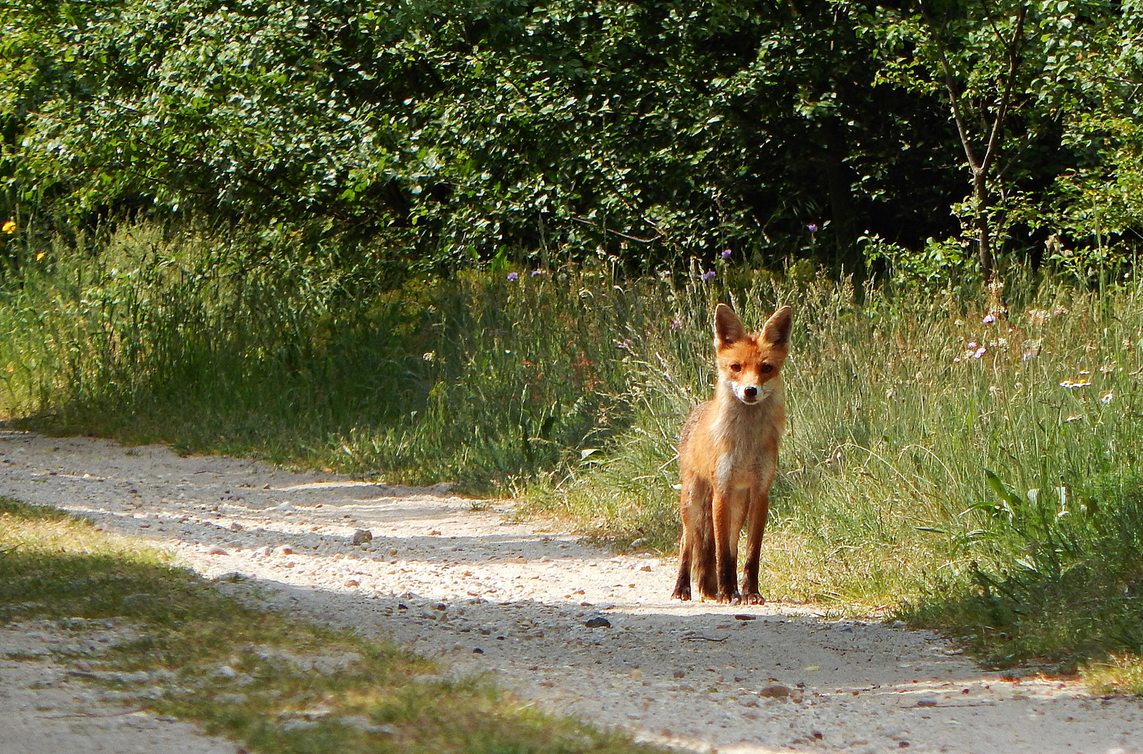 Der Fuchs ist schlau...