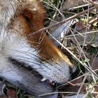 Der Fuchs ist tot :-(