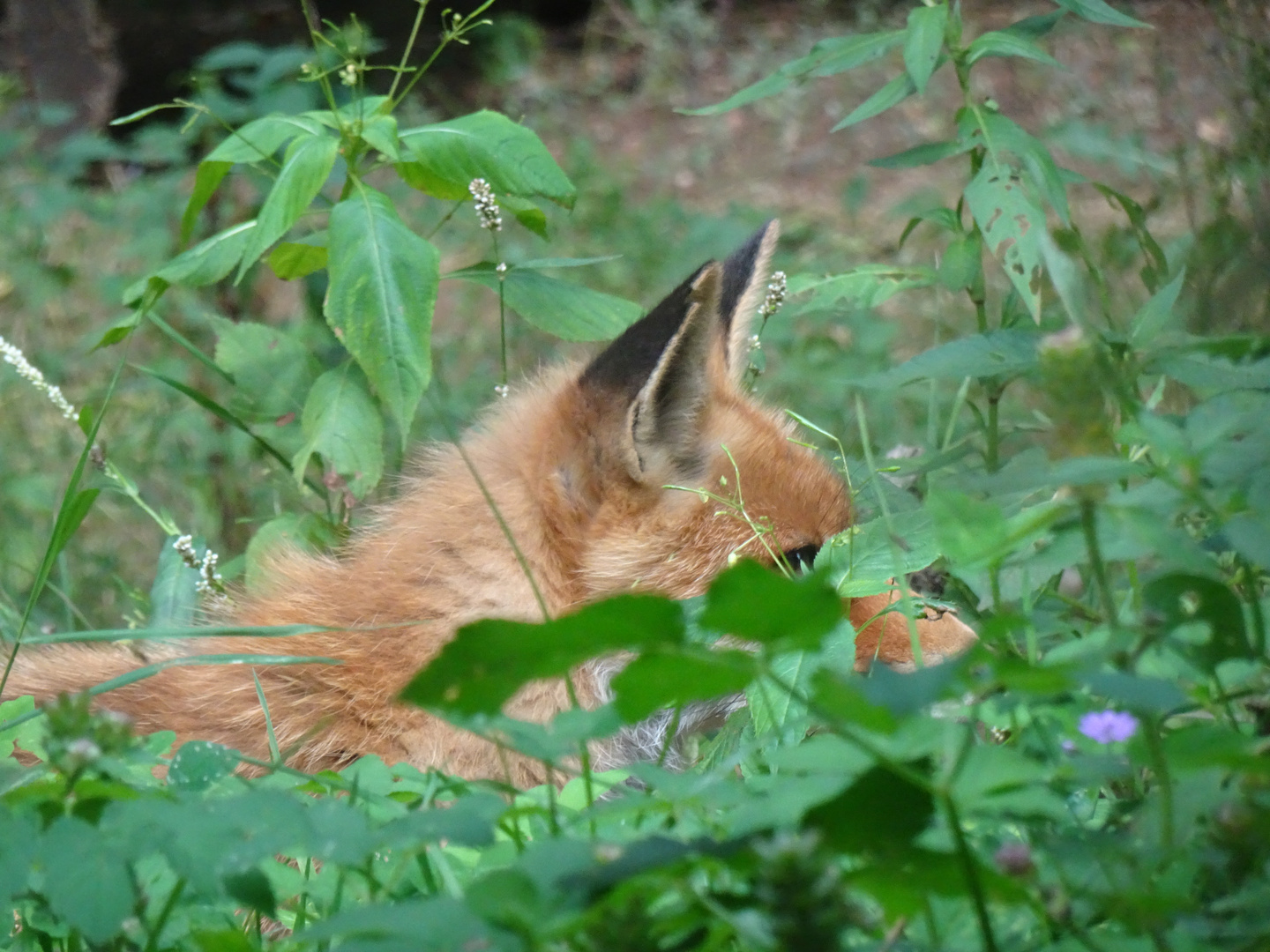 ... der Fuchs liegt auf der Lauer