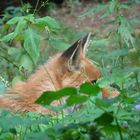 ... der Fuchs liegt auf der Lauer