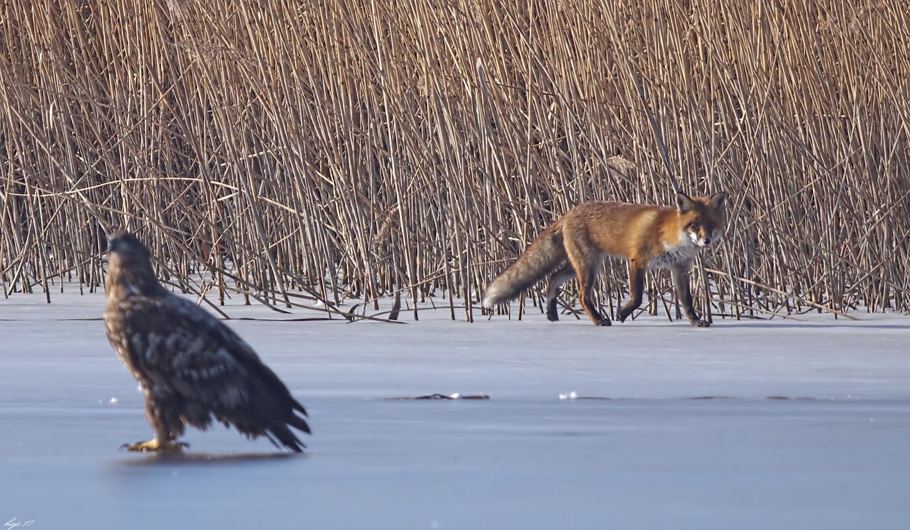 der Fuchs machte einen weiten Bogen....