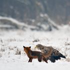 ....der Fuchs mit dem Adler